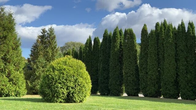 Thuja occidentalis american arborvitae in the park.