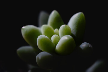 white flower on black