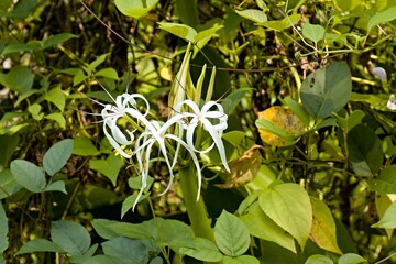 Obraz premium Poison Bulb (Crinum asiaticum) in Taman Negara Bako National Park. Sarawak. Borneo island. Malaysia.