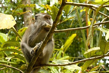 Crab-eating macaque or Long-tailed macaque (Macaca fascicularis). Taman Negara Bako National Park. Borneo island. Malaysia.