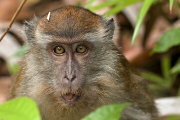 Crab-eating macaque or Long-tailed macaque (Macaca fascicularis). Taman Negara Bako National Park. Borneo island. Malaysia.
