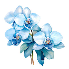 Water color beautiful blue orchid illustration png clip art