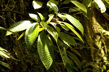 Clidemia in Taman Negara Bako National Park. Sarawak. Borneo island. Malaysia.