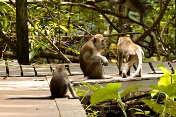 Crab-eating macaque or Long-tailed macaque (Macaca fascicularis). Taman Negara Bako National Park. Borneo island. Malaysia.