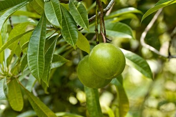 Cerbera odollam is a tree in the Apocynaceae family commonly known as the suicide tree or pong-pong. It bears a fruit known as othalanga, which provides a strong poison. Taman Negara Bako. Malaysia.