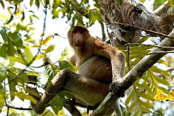 Proboscis Monkey (Nasalis larvatus) in Taman Negara Bako National Park. Borneo island. Malaysia.