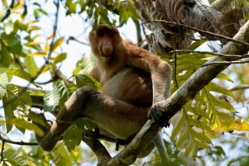 Proboscis Monkey (Nasalis larvatus) in Taman Negara Bako National Park. Borneo island. Malaysia.