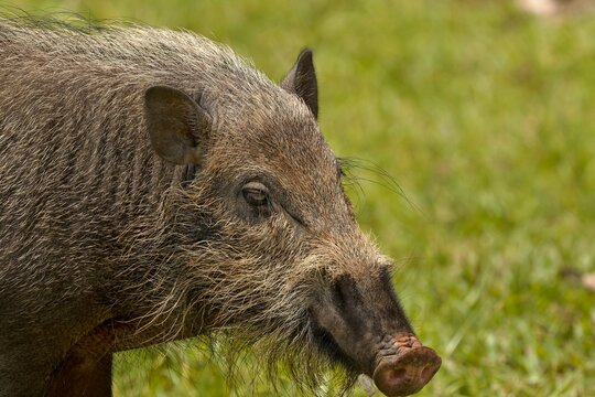 Bornean Bearded Pig (Sus barbatus) in Taman Negara Bako National Park. Sarawak. Borneo. Malaysia.