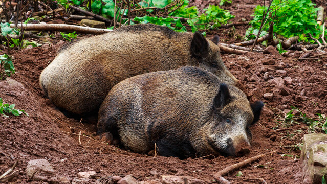 Wildschweine schlafen