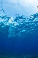 Plastic swimming in the ocean. We need to clean our oceans from plastic pollution. Reuse, Reduce, Recycle.