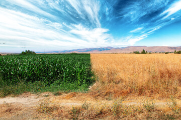Fototapeta na wymiar Green and yellow agricultural field. Corn field and wheat field side by side.