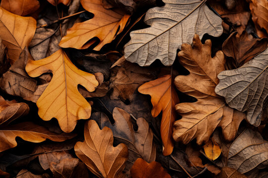 Fallen oak leaves in a close-up view briefly depicted 