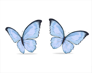  watercolor butterfly on white background	