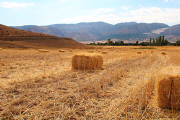 Rectangle or square straw bales. Hay bales on field. Straw bales on field.