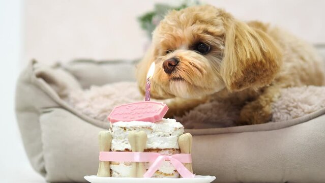 Dog birthday cake with dog bone treats, lit candles and birthday ribbon. Maltipoo dog sniffs a lit candle. Holiday for your pet. Dog day, happy birthday furry friend. Home family holiday.