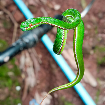 green snake in the garden