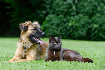 Dog and cat. the friends lying on meadow - 659079600