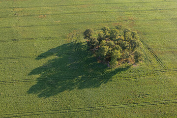 Green trees on a big agriculture field on a sunny day. Big long shadows from the trees falling on green field.