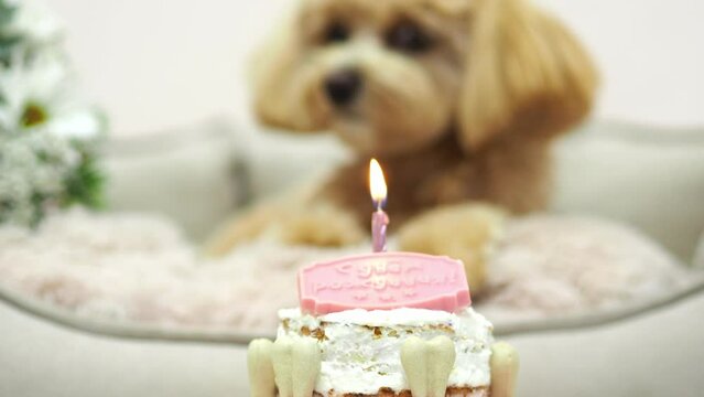 Dog with birthday cake. Birthday of a Maltipoo dog. Happy dog eats delicious cake. Holiday celebration concept. Dog's birthday. Cake for a pet in the form of meat bones. Pet Anniversary Home Party