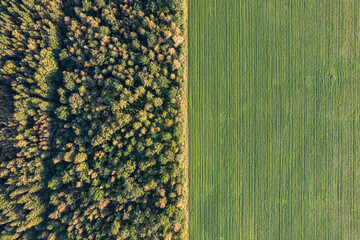 Aerial view of a big forest and green field. Agriculture and nature. Textures and contrasts. 
