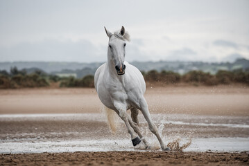 White horse galloping free through the sea on a sandy beach
