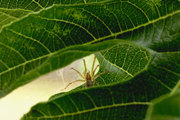 Arachnid on Green Leaf 01