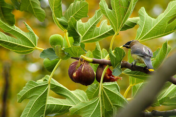 Waxwing with Brown Figs 04