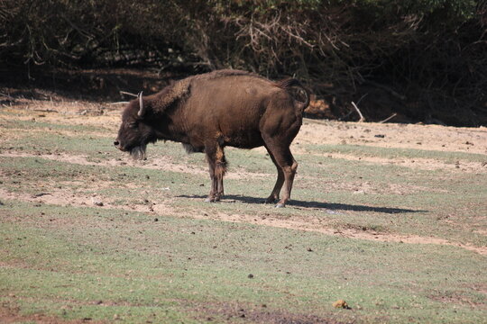 b&uacute;falo