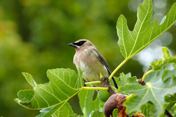Waxwing Over Fig 03