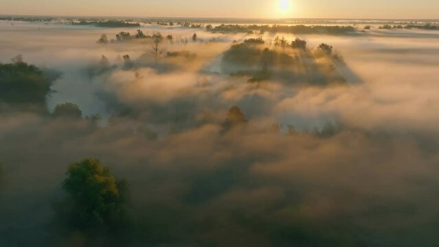Fog nature sun morning river forest view lanscape travel foggy