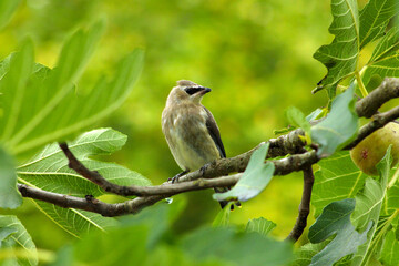 Bandit Bird in Fig Tree 05