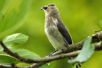 Bandit Bird in Fig Tree 12