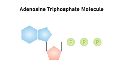Adenosine Triphosphate (ATP) Molecule Scientific Design. Vector Illustration.