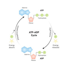 ATP-ADP Cycle Scientific Design. Vector Illustration.