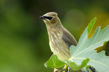 Bandit Bird with Fig Leaf 03