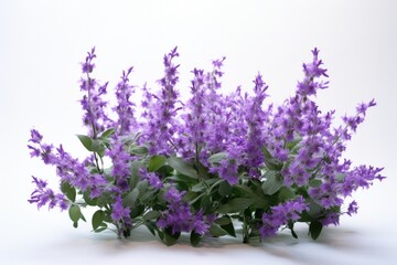 A lush meadow filled with vibrant purple salvia flowers and other colorful herbs, showcasing the beauty of nature.