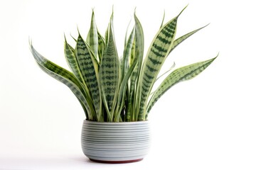 A lush potted Sansevieria, known as the snake plant, with vibrant green leaves against a white background.