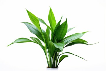 Fototapeta na wymiar A potted Spathiphyllum, or peace lily, with lush green foliage against a white background, symbolizing health and peace.
