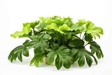 Fresh green leaves, a flavorful and healthy ingredient for delicious vegetarian salads and meals.