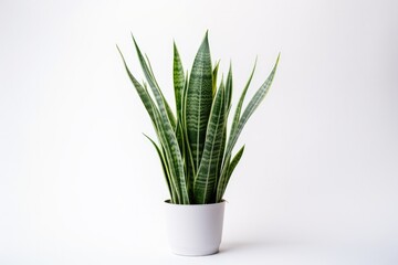A thriving potted Sansevieria houseplant, enhancing the indoor environment with its natural beauty and freshness.