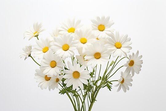 white daisy flowers and yellow chamomile, capturing the beauty of nature in summer.