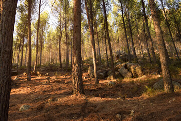 Pine forest with sunset light and large stone blocks among the trees on the mountain of La Muela in Rincón de Ademuz, near the archaeological site of La Celadilla on the Iberian Peninsula