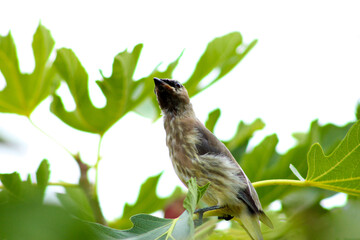 Waxwing Fig Tree Stretch 02