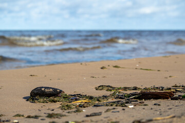 A natural view with the sea and a washed piece of wood with sea grasses