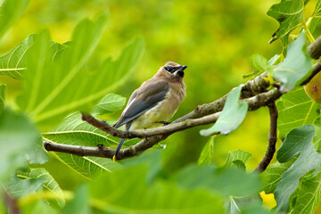 Waxwing on Fig Branch 02