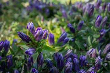 Blurred floral background with purple flowers of Gentiana septemfida. 