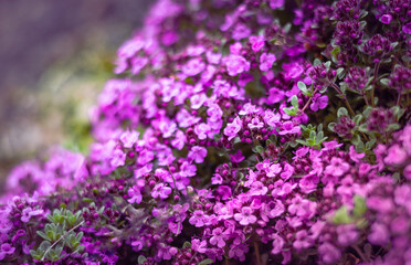 Obraz premium Blurred backgroud with dense carpet of small purple phlox flowers. 