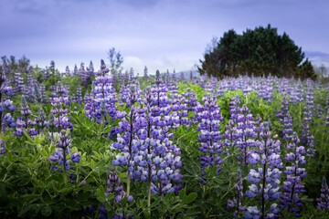 Icelandic summer landscape with blooming lupine flower field. 