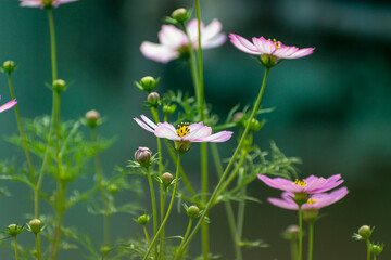 Cosmos flower of pink color flowering in the light of morning sun blooming in the roof top garden.