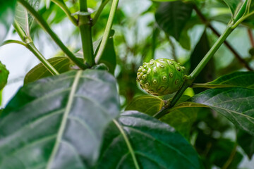 Noni fruit or INdian mulberry plant fruiting continuously which are very nutritious and healthy fruits, the juice is cures many diseases.